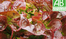 Mon Petit Producteur - Salade Feuille De Chene Rouge