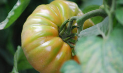 La Boite à Herbes - Tomate Marmande Biologique - 1 kg