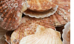 Poissonnerie Paon - Coquille Saint-Jacques sans corail : Entières, Lot de 3 kg