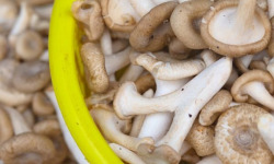 Les champignons de Vernusse - Pleurotes gris frais - 500g