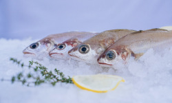 Côté Fish - Mon poisson direct pêcheurs - Capelans 1000g