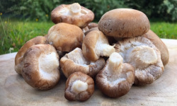 Les champignons du Loc'h - Shiitakés Bio - 1kg