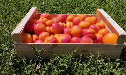 Gobert, l'abricot de 4 générations - Abricot 1er choix 5kg