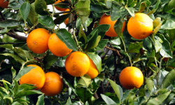 LES VERGERS DE BRAVONE - Orange amère Bio Corse 5kg
