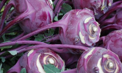 Les Jardins de Gérard - Chou rave Violet Bio - 1 à 3 pièces selon le poids