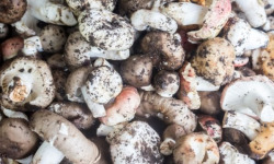 Les champignons de Vernusse - Lot pleurotes gris et shiitakes - 2x330g