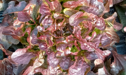 Ferme Joos - Salade Feuille de chêne rouge