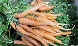 Le Potager de Sainte-Hélène - Botte de carottes