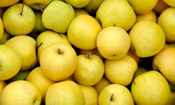 Les Jardins de Gérard - Pomme Golden Bio - 1 kg