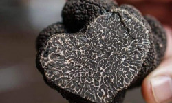 Truffes des Roches - Truffe noire Mélanosporum - 50g