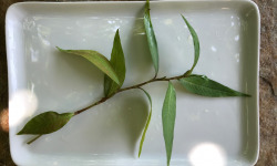 Le Jardin des Antipodes - Coriandre Vietnamienne "rau Ram" Fraîche