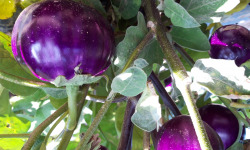 La Ferme du Logis - Aubergines violettes rondes - 1kg
