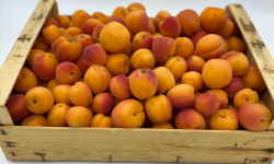 Le Panier du Producteur - Abricot - 1kg