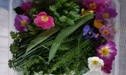 Rébecca les Jolies Fleurs - Herbes fraiches: les sauvages de Normandie