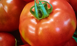Ferme Joos - Tomates Maestria 1Kg