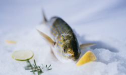 Côté Fish - Mon poisson direct pêcheurs - Saupe