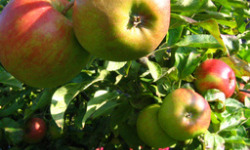 Au bon Jardinet - Pommes Elstar X 1 Kg