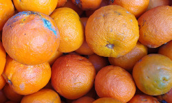LES VERGERS DE BRAVONE - ANTI GASPI - Oranges amères tachées 10KG