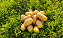 La Brouette d'Alexis - Pommes de terre LAURETTE - 4 kgs