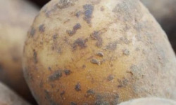 Mon Petit Producteur - Pomme De Terre Bio Ditta - Variété À Chair Ferme [2,5 kg]