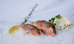 Côté Fish - Mon poisson direct pêcheurs - Rouget