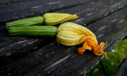 Le Châtaignier - Fleur de courgette - 4 Pièces