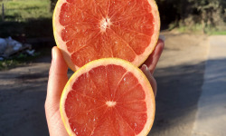 LES VERGERS DE BRAVONE - Mélange agrumes 10 KG (pomelos, oranges et kumquats)