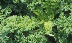 Mon Petit Producteur - Chou Vert Frisé Kale [poids Moyen 500g]