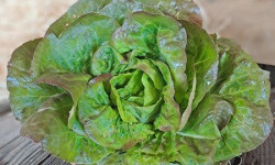 Les Jardins de Gérard - Salade Rougette Bio
