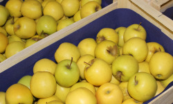 Le Châtaignier - Pommes Catégorie 2 - 50kg