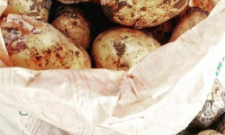 Ferme Joos - Pommes de terre nouvelles Adora - 1Kg