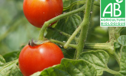Mon Petit Producteur - Tomate Cerise Bio