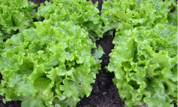 La Boite à Herbes - Lot De 4 Salade Batavia Verte Bio