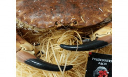 Poissonnerie Paon - Crabe Tourteau Vivant : A la pièce, 600 g - 800 g