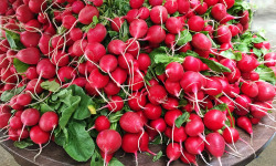 Le Châtaignier - Radis rose ou rouge selon la production - 2 Bottes