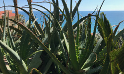 Le Jardin des Antipodes - Feuilles Fraîches De Aloe Arborescens Bio