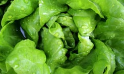 Le Châtaignier - Salade