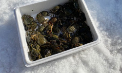 Pêcheurs Toni & David Micheau - Crabes Verts de Méditerranée - Vivants - 1kg