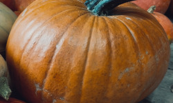 Ferme Joos - Citrouille Halloween comestible 4 Kg