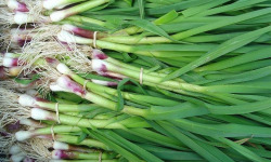 ChâteauFer - Aillet botte