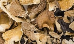 La Carrière du Bienheureux - Pleurote Jaune déshydrathé Bio - 100g