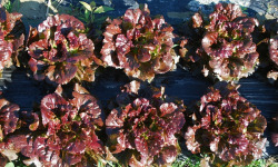 La Boite à Herbes - Lot De 2 Feuille De Chène Rouge Bio