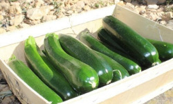 Domaine Reverchon - Courgettes 2kg