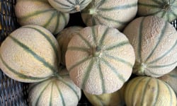 ChâteauFer - Melon