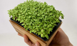 Horssol - Ferme urbaine - Micro-pousse de Tagète x4 barquettes