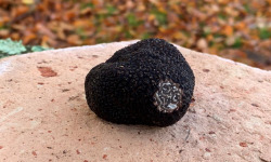 Berry 3 Sens - [Précommande] Truffe noire fraîches du Berry Tuber Mélanosporum : 50 g