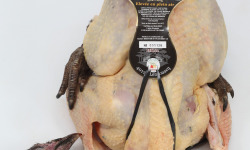 Boucherie Charcuterie Traiteur Lionel Ghérardi - Dinde Fermière Label Rouge ? 3200g