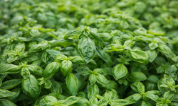 Maison Argentain - Basilic Grand Vert - 70g