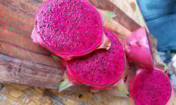 Eauzons ! - Pitaya rouge - fruit du dragon