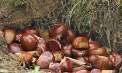 L'Art des Châtaignes - [Précommande] Châtaignes fraîches BIO - Variété BOUCHE ROUGE, provenance Aizac (07) - 1kg